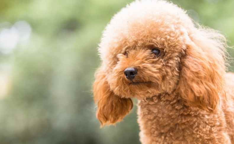 Tedy Poodle